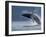 Humpback Whale Breaching, Chatham Strait, Angoon, Tongass National Forest, Alaska, Usa-Paul Souders-Framed Photographic Print