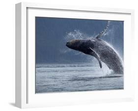 Humpback Whale Breaching, Chatham Strait, Angoon, Tongass National Forest, Alaska, Usa-Paul Souders-Framed Photographic Print