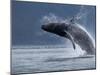 Humpback Whale Breaching, Chatham Strait, Angoon, Tongass National Forest, Alaska, Usa-Paul Souders-Mounted Photographic Print