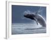 Humpback Whale Breaching, Chatham Strait, Angoon, Tongass National Forest, Alaska, Usa-Paul Souders-Framed Photographic Print