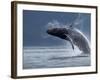 Humpback Whale Breaching, Chatham Strait, Angoon, Tongass National Forest, Alaska, Usa-Paul Souders-Framed Photographic Print