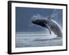 Humpback Whale Breaching, Chatham Strait, Angoon, Tongass National Forest, Alaska, Usa-Paul Souders-Framed Photographic Print