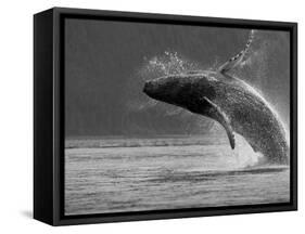 Humpback Whale Breaching, Chatham Strait, Angoon, Tongass National Forest, Alaska, Usa-Paul Souders-Framed Stretched Canvas