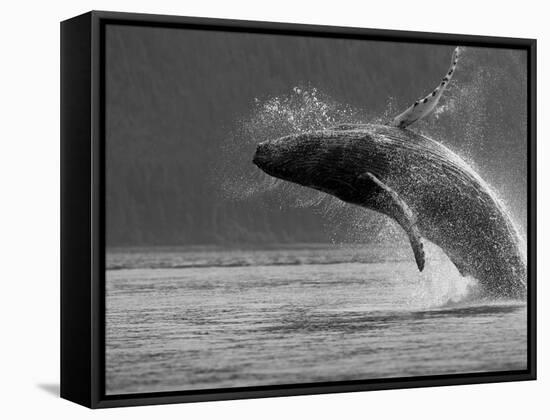 Humpback Whale Breaching, Chatham Strait, Angoon, Tongass National Forest, Alaska, Usa-Paul Souders-Framed Stretched Canvas