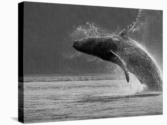 Humpback Whale Breaching, Chatham Strait, Angoon, Tongass National Forest, Alaska, Usa-Paul Souders-Stretched Canvas