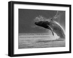 Humpback Whale Breaching, Chatham Strait, Angoon, Tongass National Forest, Alaska, Usa-Paul Souders-Framed Photographic Print