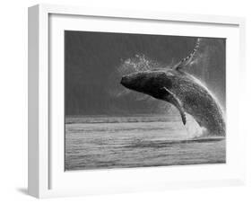 Humpback Whale Breaching, Chatham Strait, Angoon, Tongass National Forest, Alaska, Usa-Paul Souders-Framed Photographic Print