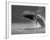 Humpback Whale Breaching, Chatham Strait, Angoon, Tongass National Forest, Alaska, Usa-Paul Souders-Framed Photographic Print