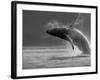 Humpback Whale Breaching, Chatham Strait, Angoon, Tongass National Forest, Alaska, Usa-Paul Souders-Framed Photographic Print