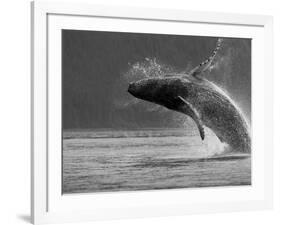 Humpback Whale Breaching, Chatham Strait, Angoon, Tongass National Forest, Alaska, Usa-Paul Souders-Framed Photographic Print