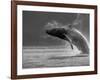 Humpback Whale Breaching, Chatham Strait, Angoon, Tongass National Forest, Alaska, Usa-Paul Souders-Framed Photographic Print