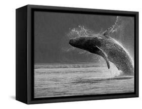 Humpback Whale Breaching, Chatham Strait, Angoon, Tongass National Forest, Alaska, Usa-Paul Souders-Framed Stretched Canvas