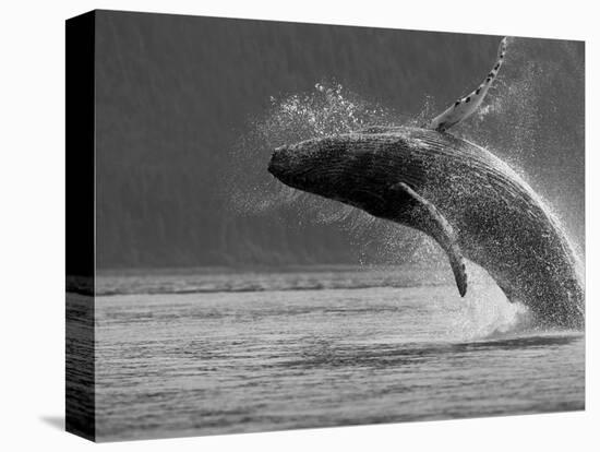 Humpback Whale Breaching, Chatham Strait, Angoon, Tongass National Forest, Alaska, Usa-Paul Souders-Stretched Canvas