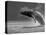 Humpback Whale Breaching, Chatham Strait, Angoon, Tongass National Forest, Alaska, Usa-Paul Souders-Stretched Canvas