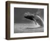 Humpback Whale Breaching, Chatham Strait, Angoon, Tongass National Forest, Alaska, Usa-Paul Souders-Framed Photographic Print