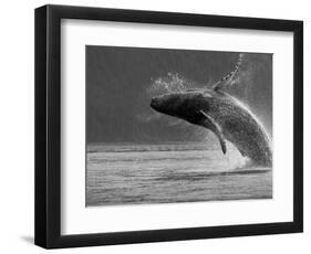 Humpback Whale Breaching, Chatham Strait, Angoon, Tongass National Forest, Alaska, Usa-Paul Souders-Framed Photographic Print