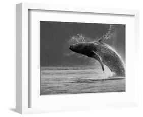 Humpback Whale Breaching, Chatham Strait, Angoon, Tongass National Forest, Alaska, Usa-Paul Souders-Framed Photographic Print