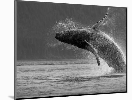 Humpback Whale Breaching, Chatham Strait, Angoon, Tongass National Forest, Alaska, Usa-Paul Souders-Mounted Photographic Print