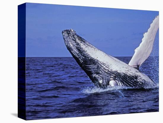 Humpback Whale Breaching, Dominican Republic, Caribbean-Amos Nachoum-Stretched Canvas