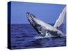 Humpback Whale Breaching, Dominican Republic, Caribbean-Amos Nachoum-Stretched Canvas