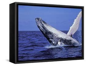 Humpback Whale Breaching, Dominican Republic, Caribbean-Amos Nachoum-Framed Stretched Canvas