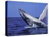 Humpback Whale Breaching, Dominican Republic, Caribbean-Amos Nachoum-Stretched Canvas