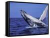 Humpback Whale Breaching, Dominican Republic, Caribbean-Amos Nachoum-Framed Stretched Canvas