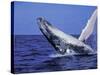 Humpback Whale Breaching, Dominican Republic, Caribbean-Amos Nachoum-Stretched Canvas