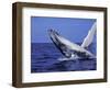 Humpback Whale Breaching, Dominican Republic, Caribbean-Amos Nachoum-Framed Photographic Print