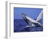 Humpback Whale Breaching, Dominican Republic, Caribbean-Amos Nachoum-Framed Photographic Print