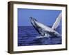 Humpback Whale Breaching, Dominican Republic, Caribbean-Amos Nachoum-Framed Photographic Print