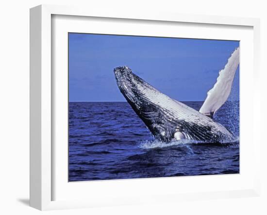 Humpback Whale Breaching, Dominican Republic, Caribbean-Amos Nachoum-Framed Photographic Print