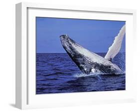 Humpback Whale Breaching, Dominican Republic, Caribbean-Amos Nachoum-Framed Photographic Print