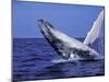 Humpback Whale Breaching, Dominican Republic, Caribbean-Amos Nachoum-Mounted Photographic Print