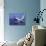 Humpback Whale Breaching, Dominican Republic, Caribbean-Amos Nachoum-Photographic Print displayed on a wall