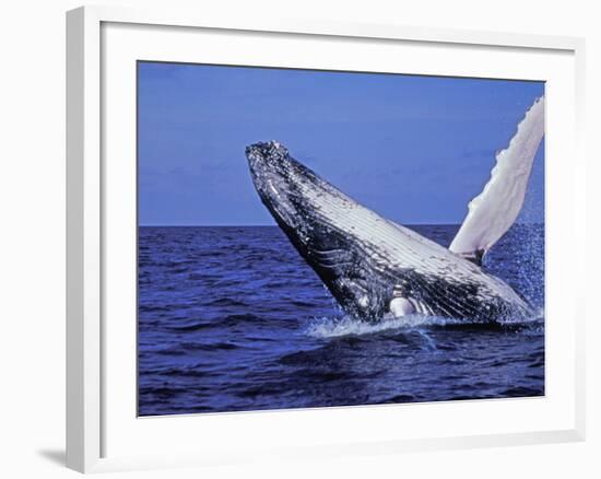 Humpback Whale Breaching, Dominican Republic, Caribbean-Amos Nachoum-Framed Photographic Print