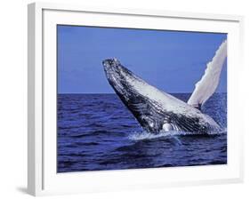 Humpback Whale Breaching, Dominican Republic, Caribbean-Amos Nachoum-Framed Photographic Print