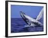 Humpback Whale Breaching, Dominican Republic, Caribbean-Amos Nachoum-Framed Photographic Print