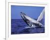 Humpback Whale Breaching, Dominican Republic, Caribbean-Amos Nachoum-Framed Photographic Print