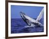Humpback Whale Breaching, Dominican Republic, Caribbean-Amos Nachoum-Framed Photographic Print