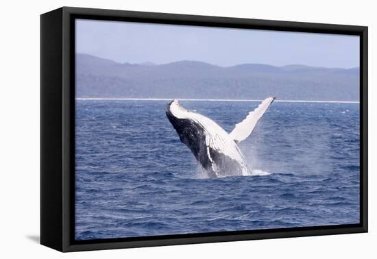 Humpback Whale Breaching Female Whale in Front-null-Framed Stretched Canvas