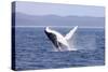 Humpback Whale Breaching Female Whale in Front-null-Stretched Canvas