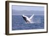 Humpback Whale Breaching Female Whale in Front-null-Framed Photographic Print