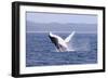 Humpback Whale Breaching Female Whale in Front-null-Framed Photographic Print