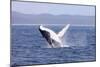 Humpback Whale Breaching Female Whale in Front-null-Mounted Photographic Print