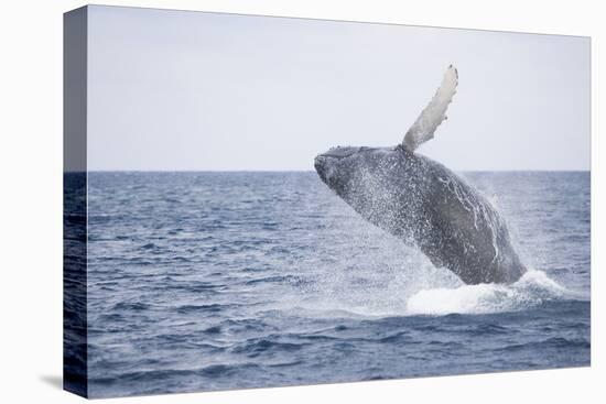 Humpback Whale Breaching from the Atlantic Ocean-DLILLC-Stretched Canvas