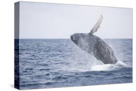 Humpback Whale Breaching from the Atlantic Ocean-DLILLC-Stretched Canvas