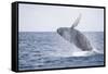 Humpback Whale Breaching from the Atlantic Ocean-DLILLC-Framed Stretched Canvas