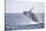 Humpback Whale Breaching from the Atlantic Ocean-DLILLC-Stretched Canvas