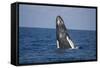 Humpback Whale Breaching from the Atlantic Ocean-DLILLC-Framed Stretched Canvas